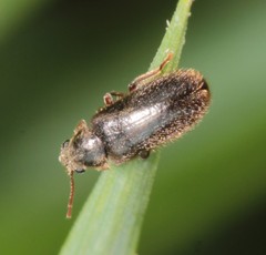 Hyperisus plumbeus