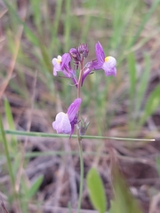 Linaria ricardoi