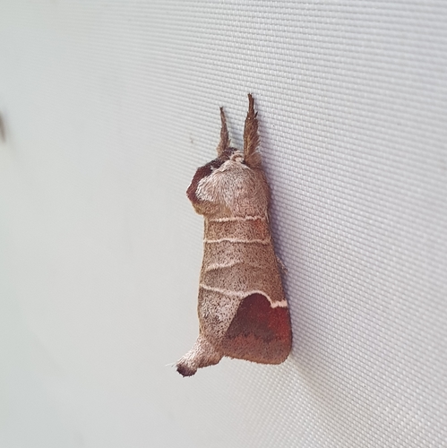 Clostera curtula