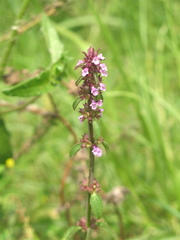 Stachys agraria