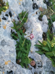 Valeriana tuberosa