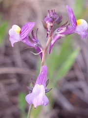 Linaria ricardoi