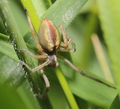 Cheiracanthium erraticum