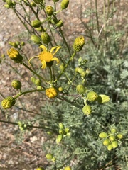 Packera eurycephala lewisrosei