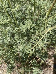 Packera eurycephala lewisrosei