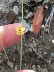 Streptanthus polygaloides