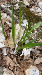 Oryzopsis asperifolia