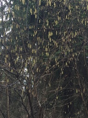 Corylus avellana