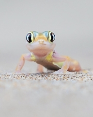 Pachydactylus rangei