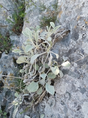 Pentanema verbascifolium