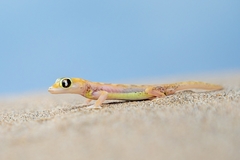 Pachydactylus rangei