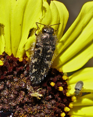Acmaeodera acuta