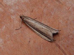 Donacaula albicostellus