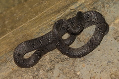 Pareas margaritophorus