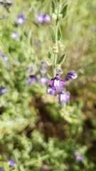 Scutellaria potosina