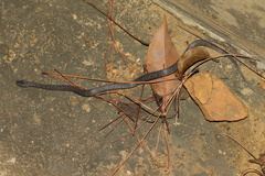 Pareas margaritophorus