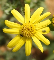 Asteraceae
