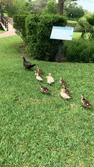 Cairina moschata domestica