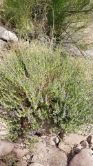 Scutellaria potosina