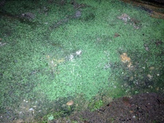 Flakea papillata