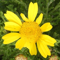 Asteraceae
