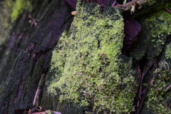 Cephaloziellaceae