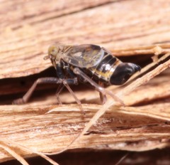 Dicranotropis hamata