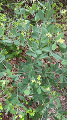 Baptisia nuttalliana