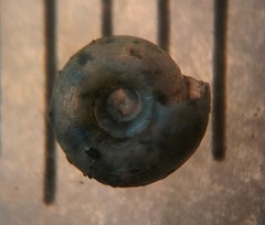 Helicodiscus parallelus