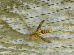 Polistes exclamans