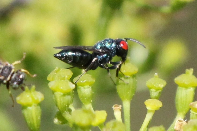Norbanus scabriculus