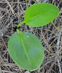 Arisarum simorrhinum
