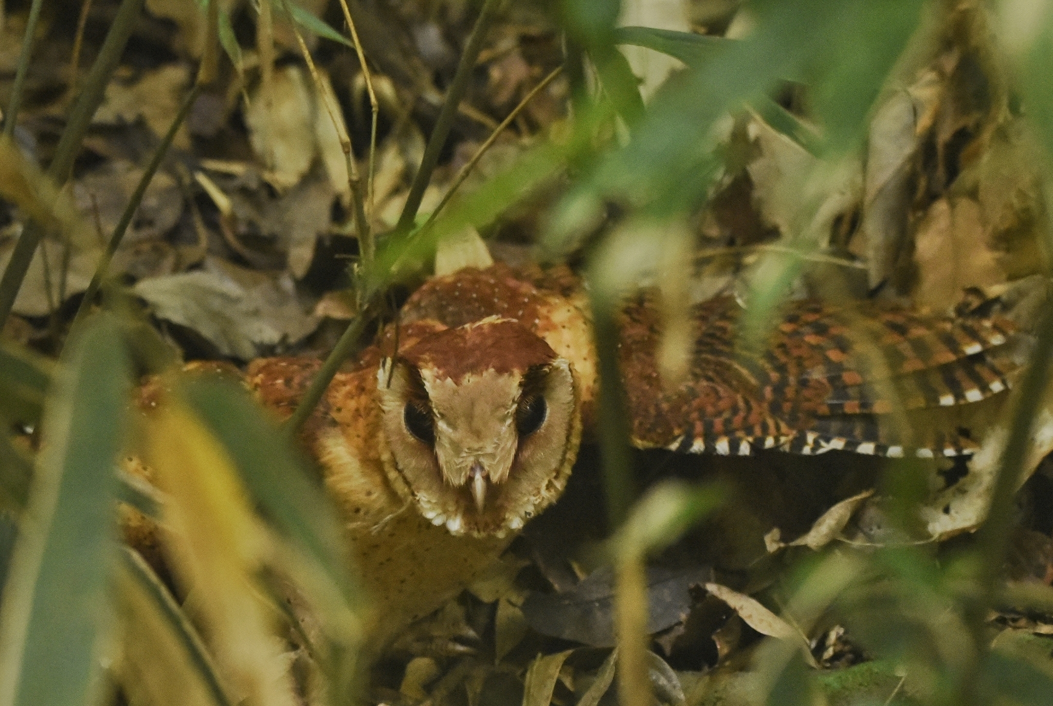 Sri Lanka Bay Owl (Phodilus assimilis), photo 10