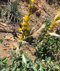 Thermopsis macrophylla