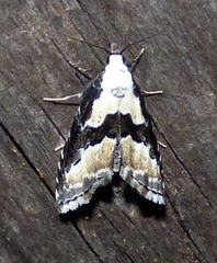 Nigetia formosalis