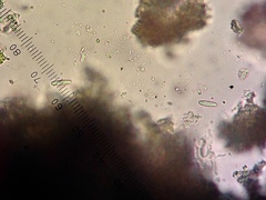 Micareopsis irriguata