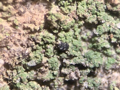 Micareopsis irriguata