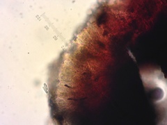 Micareopsis irriguata