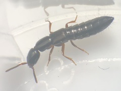Xantholinus linearis