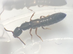 Xantholinus linearis