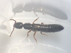Xantholinus linearis