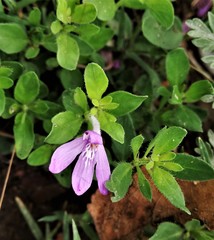 Justicia pilosella