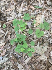 Oxalis