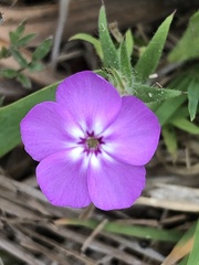 Phlox glabriflora