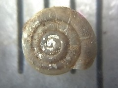 Helicodiscus parallelus