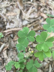 Oxalis