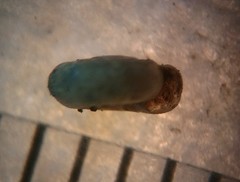 Helicodiscus parallelus