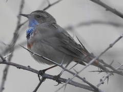 Luscinia svecica svecica