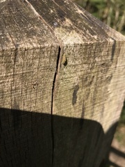 Luffia ferchaultella