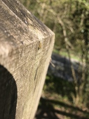 Luffia ferchaultella